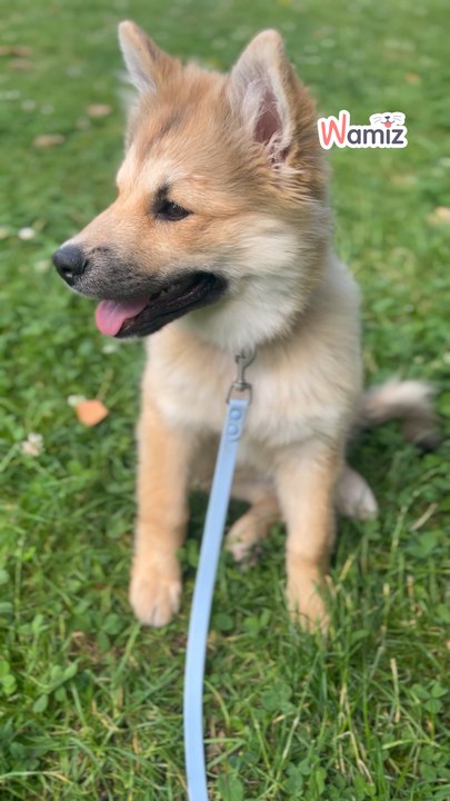 Puppy Blues
