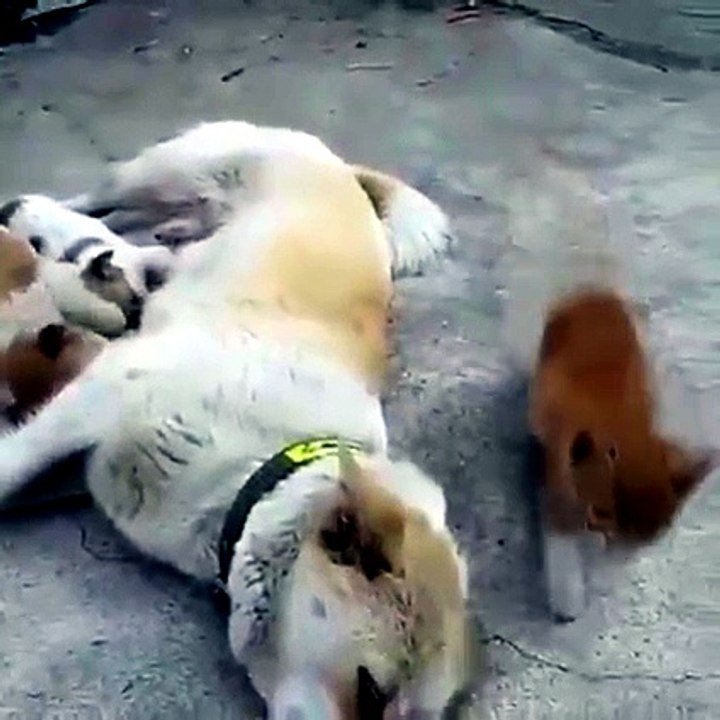 gatinho filhote amamentado por mae dos cachorrinhos