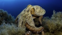 A sea creature once hailed as the world’s oldest octopus has officially lost its title