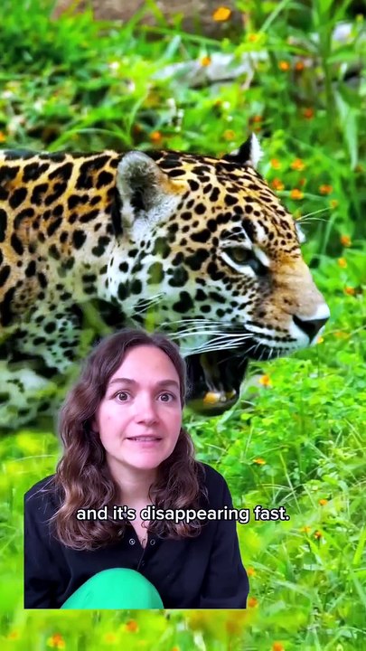 This forgotten ecosystem is being destroyed – here's how we're saving it