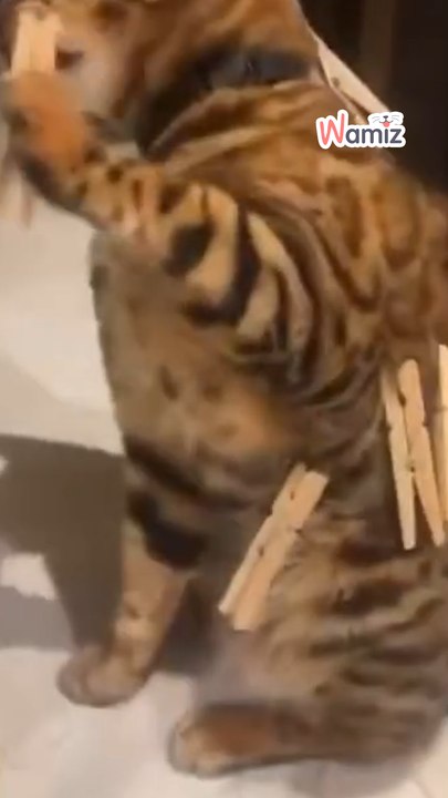 Le "buzz" justifie-t-il tout ? 😿