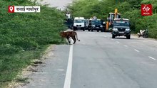 हाईवे पर पहुंची बाघिन, दोनों ओर लगा वाहनों का रैला, सड़क किनारे किया शिकार