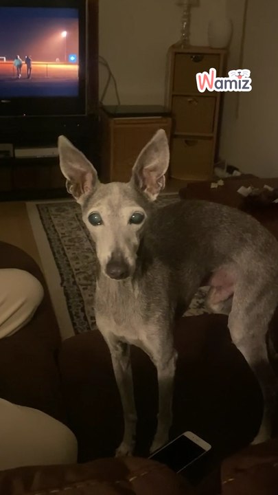 Témoignage : avoir un vieux chien