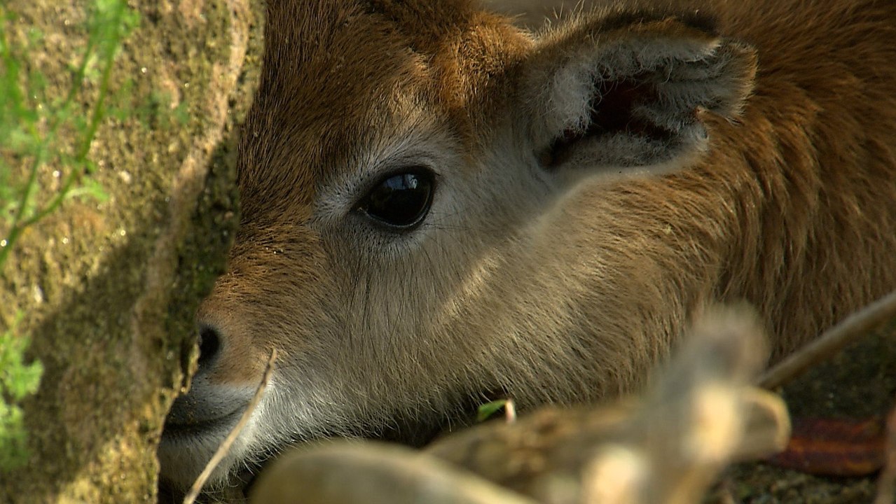 The Zambezi Lechwe: Every Birth Matters for a Threatened Species