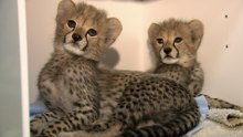 Meet the cub trio the zoo is raising to be animal ambassadors