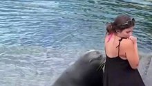 Sea Lion vs. Human: The Ultimate Fish Robbery! 😂