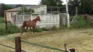 Pacha, saut en lib