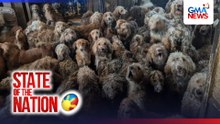 Mahigit 250 poodle-cross na nadiskubreng nagsisiksikan sa iisang bahay, nasagip | SONA