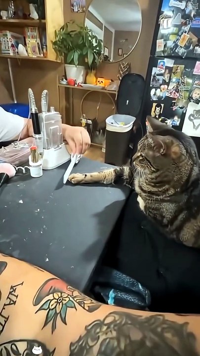 These cats think they are human Cats are copy cats .#funnycats #cat #petvideos #funnyanimals  #cats #funny #funnycats