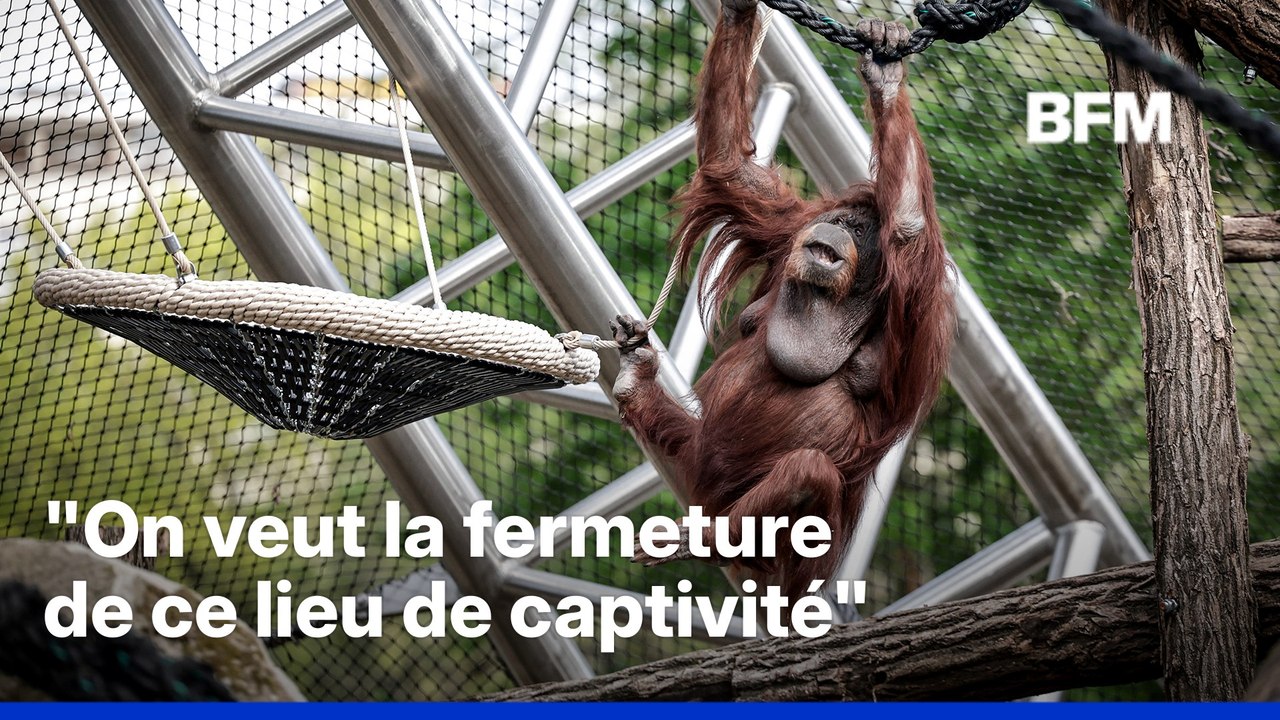 ROBIN DE BFM - Un nouvel espace controversé pour les orangs-outans au Jardin des Plantes à Paris