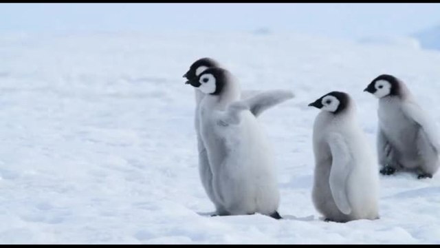 Wwf: pinguino imperatore in pericolo , verso baratro estinzione