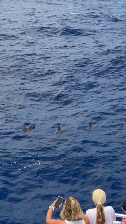 Dolphins in the ocean at Réunion 🐬