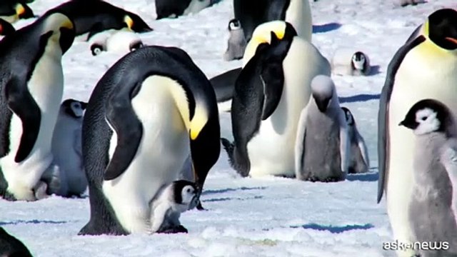Wwf: pinguino imperatore in pericolo , verso baratro estinzione