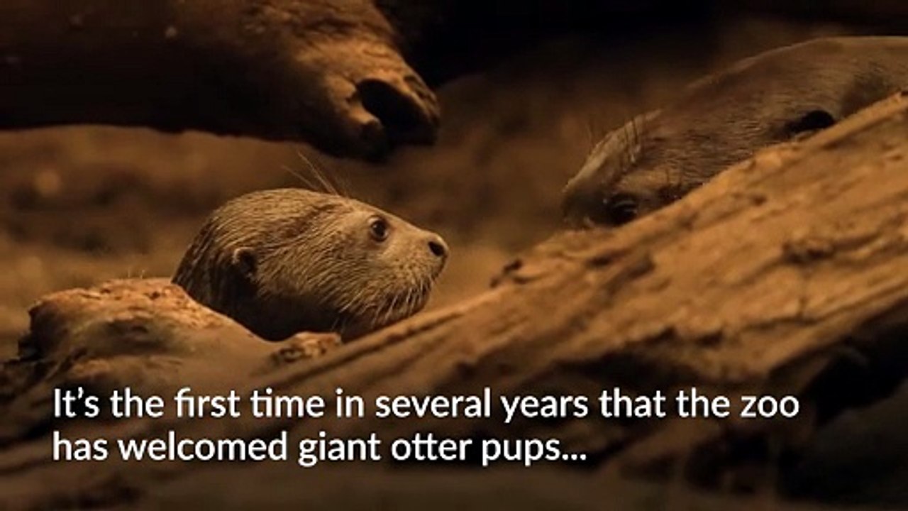 Chester Zoo celebrates birth of endangered giant otter triplets