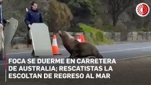 Foca dormida bloquea carretera en ambos sentidos en costa australiana