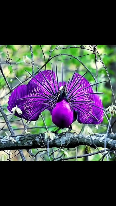 Amazing Nature: Mother Bird Care and Sweet Chirping Sounds