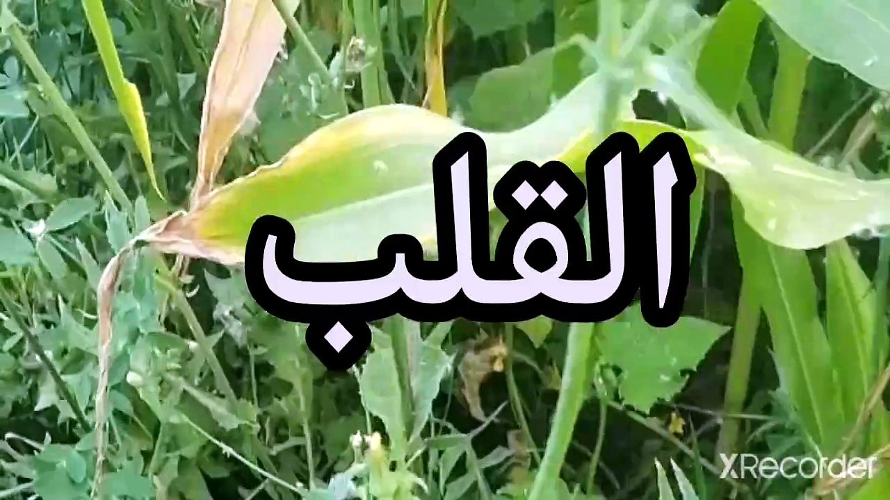 نقي قلبك قلبك عضلة صغيرة تسمى القلب هي مصدر الحب ام عضلة العين