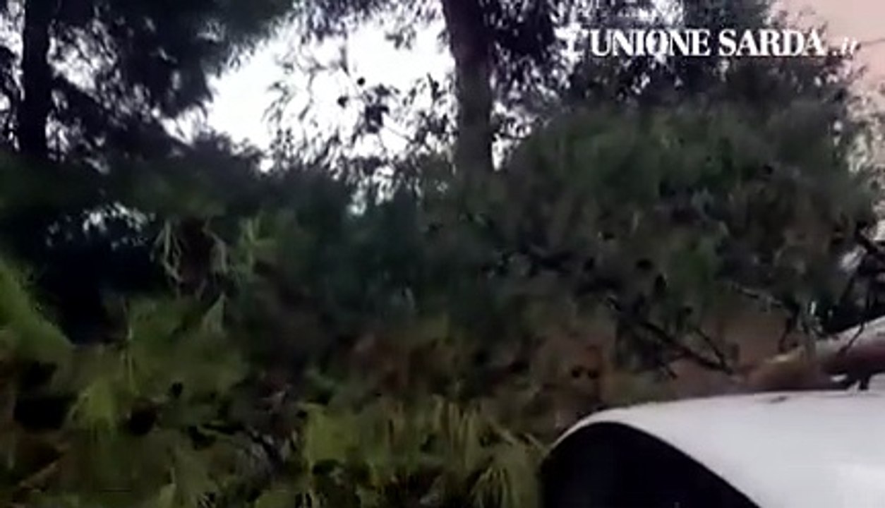 MALTEMPO, PAURA A MONTE URPINU PER LA CADUTA DI UN GROSSO ALBERO