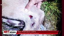 Este es el segundo caso de puma atropellado en menos de 2 semanas