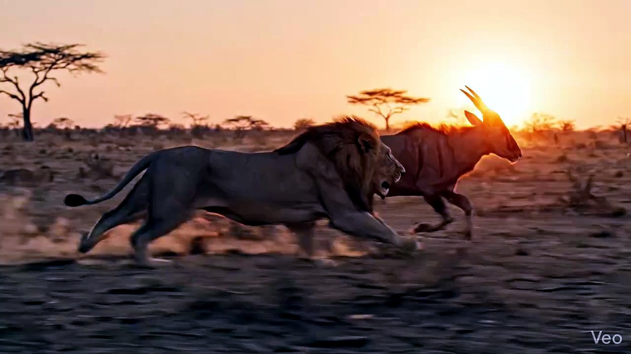 Lion Chase – Final Second Escape