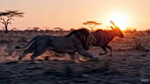 Lion Chase – Final Second Escape