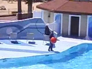 spectacle des otarie