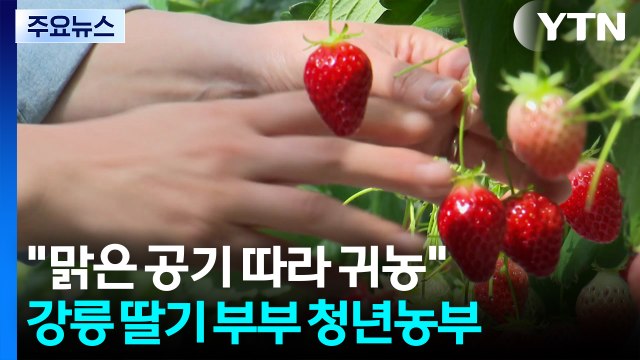 [청년농부] 맑은 공기 따라 귀농 ...강릉 딸기 부부 청년농부 / YTN