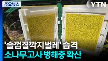 재선충 이어 '솔껍질깍지벌레' 습격...소나무 고사 확산 / YTN