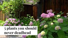 Plants You Should Never Deadhead