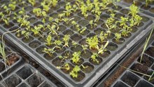 ¿Como reproducir sus plantas? Claves para tener éxito