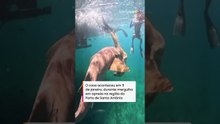 Vídeo mostra novo ângulo de ataque de tubarão a turista em mergulho em Fernando de Noronha #shorts