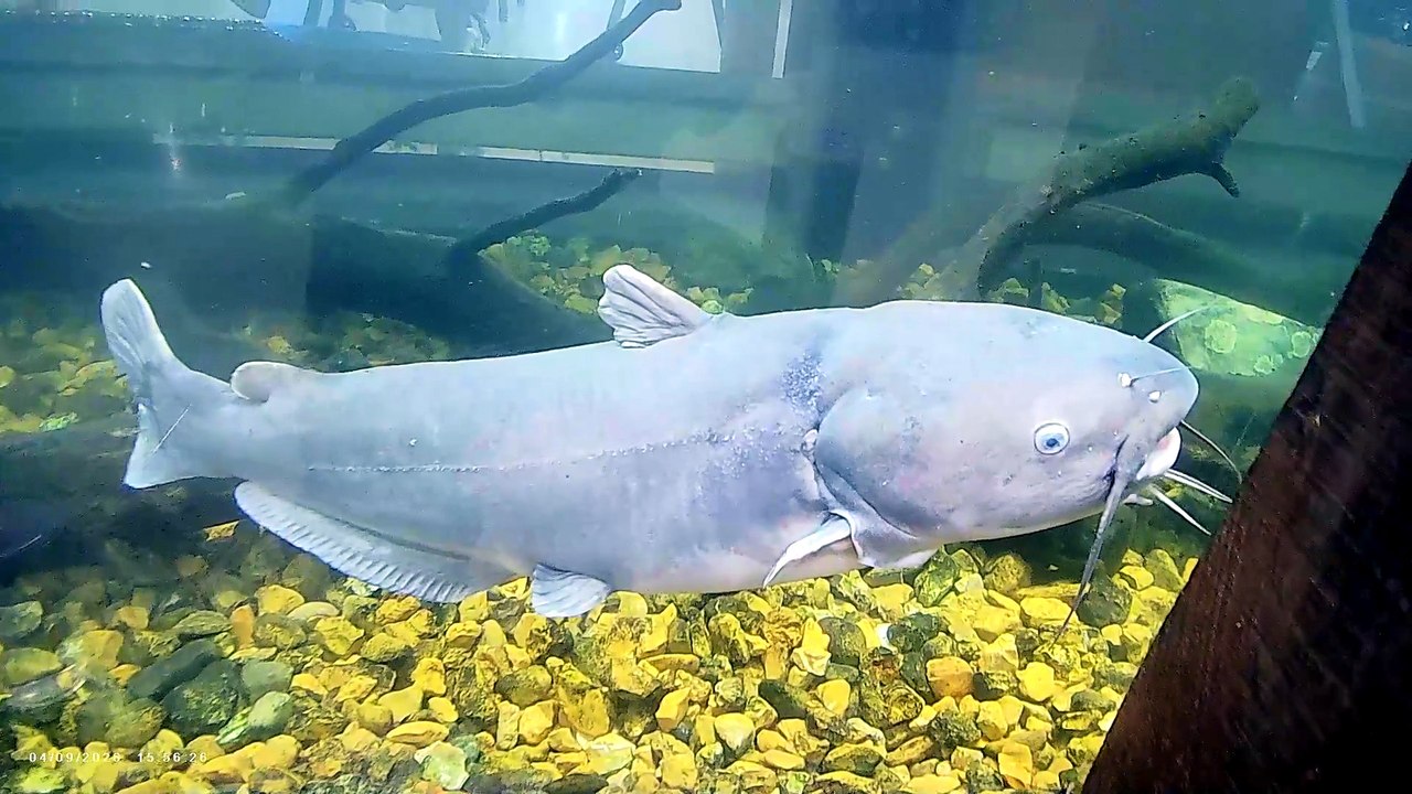 Fish Tank (please read video description)