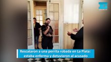 Rescataron a una perrita robada en La Plata estaba enferma y detuvieron al acusado