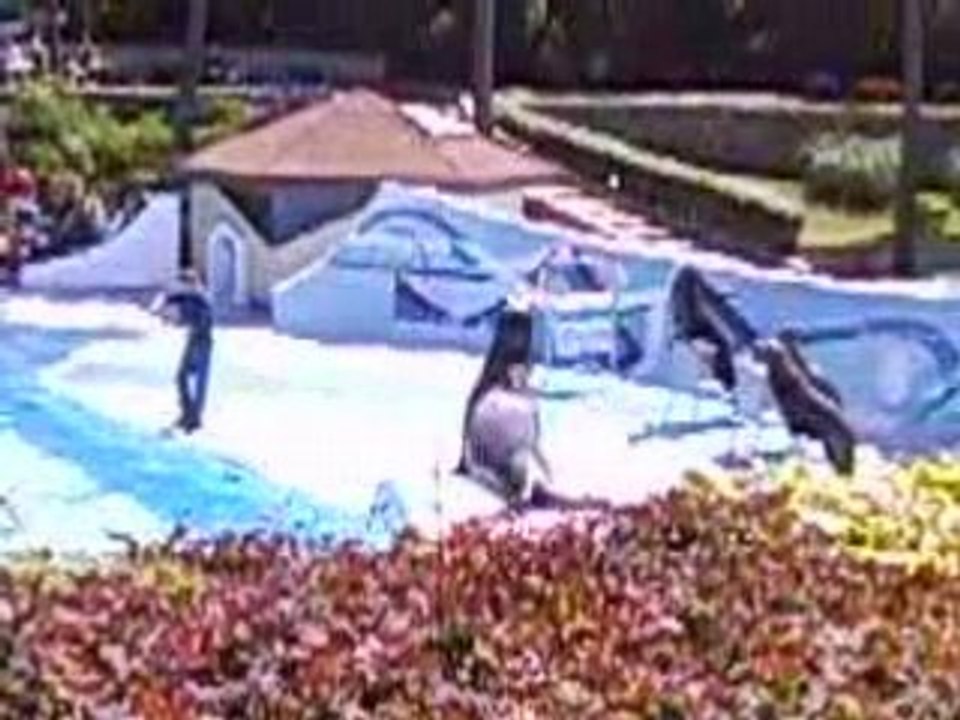 saut de l'otarie du plongeoir