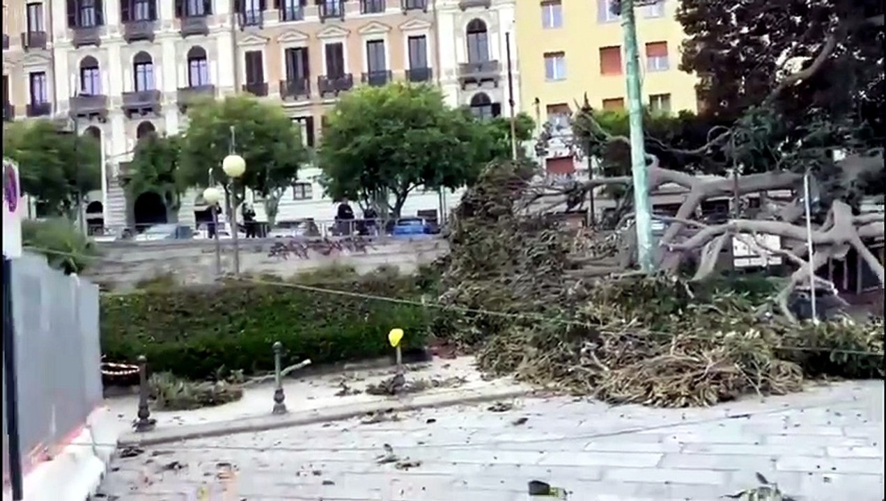 Cagliari, l'enorme ficus crollato in piazza Ingrao