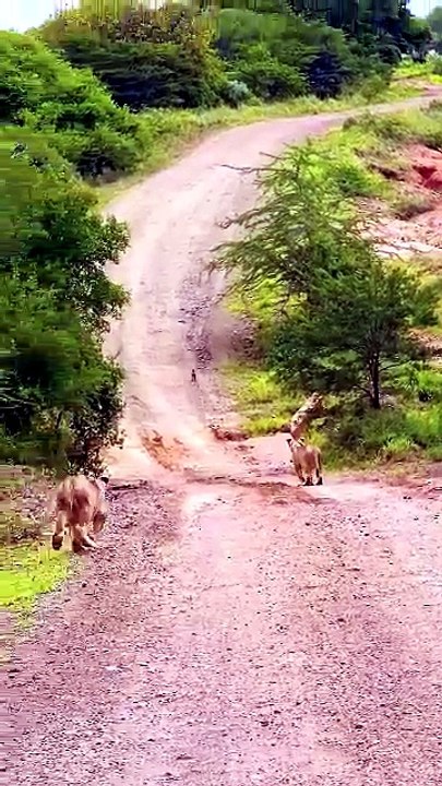 Intense Predator Prey Chase Life Death