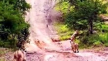 Intense Predator Prey Chase Life Death