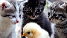 Cute Kittens play with Chicken | Animal Videos | Cat Videos #catvideo #animalvideos #viralvideo #trending