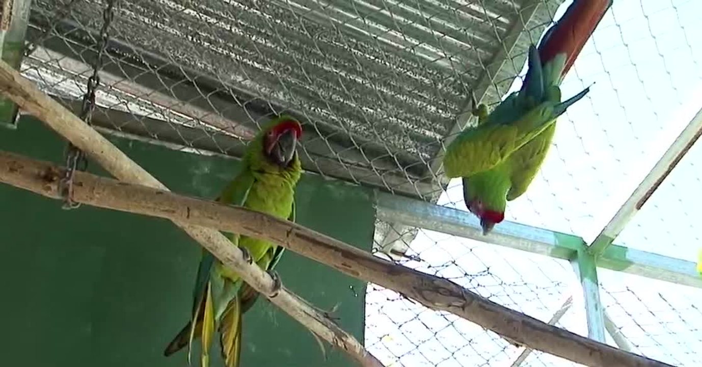 tn7-minae-niega-que-cambios-en-reglamento-permitan-tener-lapas-o-loras-en-cautiverio-100426