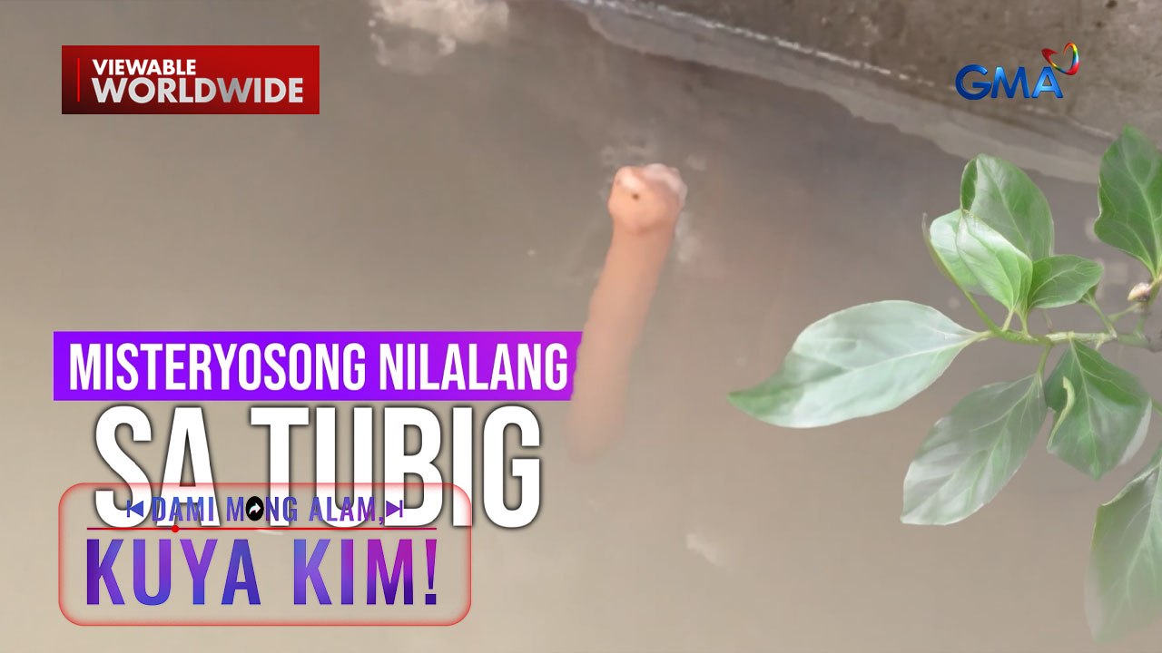 Misteryosong hayop na tila nakalutang sa baha, namataan sa Bulacan! | Dami Mong Alam, Kuya Kim!