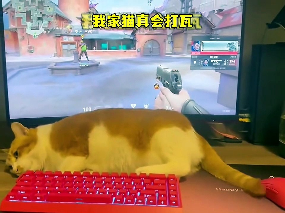 Kung Fu Cat Miao Miao 🐱🥋 Cute Kitty Debut | Funny Pet Video 2026