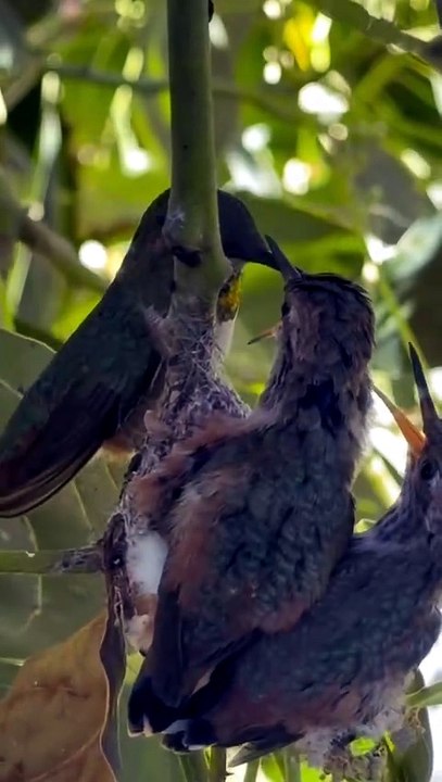 Humming bird Mom feeding the young