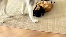 gatitos furiosos y chistosos 🤣