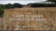 Campi di grano distrutti dai daini