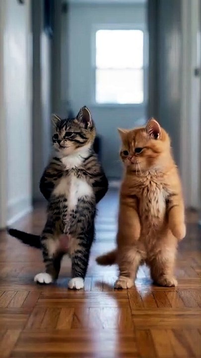 Cat dancing
