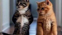Cat dancing