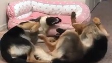 Funny German shepherd Compilation 🐾🐶😂😂😂😂😂😂😂Follow me subscribe plz plz