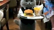 VID-20260512-WA0031