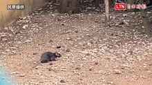 「童樂園」孔雀園區老鼠為患 民眾目擊全都錄