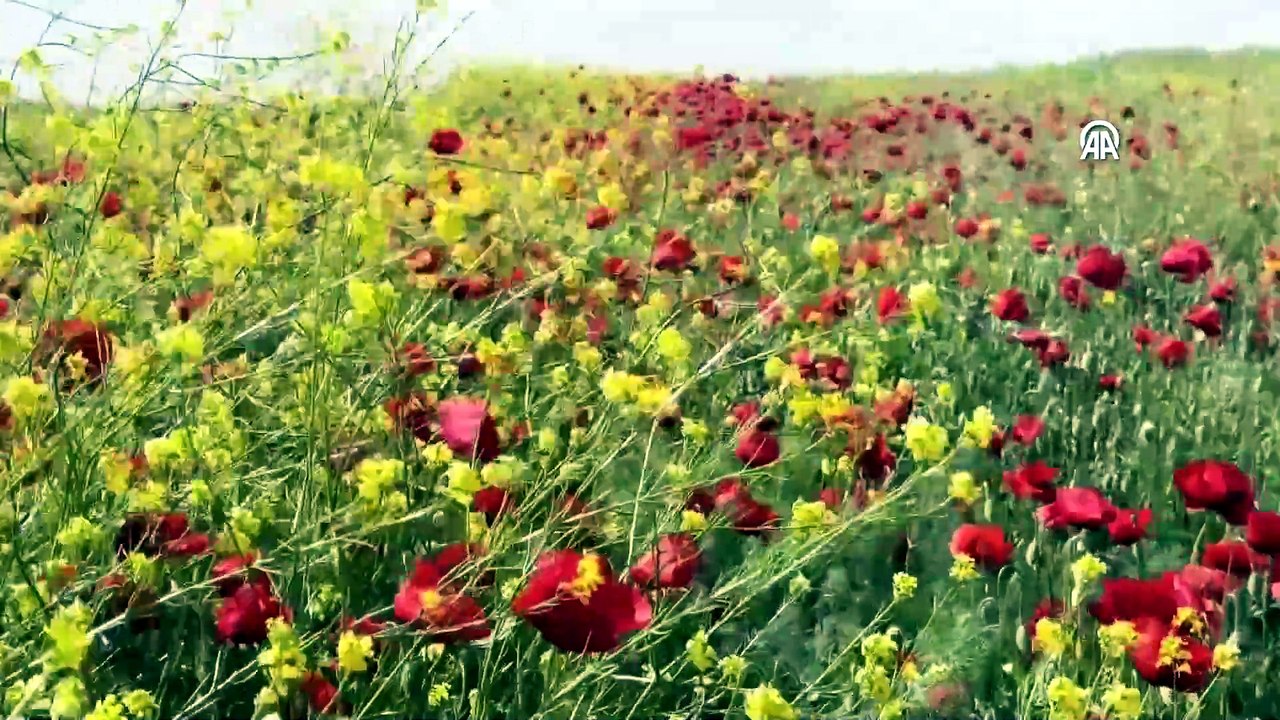 Tekirdağ'da kanola tarlaları gelinciklerle süslendi
